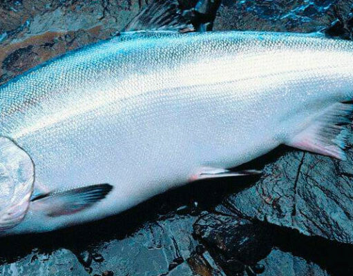 Кижуч: что это за рыба, где водится, польза и вред